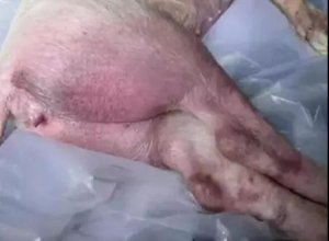 不可不防的猪场杀手---猪附红细胞体病！