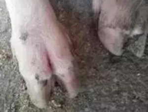 寒冷季节中小猪场这个病特别多，“腐蹄病”的