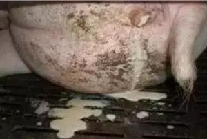 这些母猪更容易发生子宫内膜炎，应特别关注！