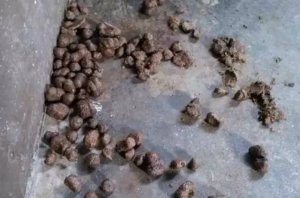 猪胀气，试试这些处理方法，很全面！