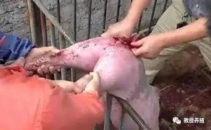 猪脱肛的原因，90%的猪农都不知道！