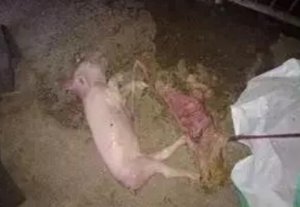 母猪产出死胎的原因较多，也很复杂，总结发病