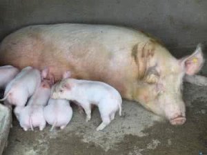 降低哺乳仔猪腹泻，这3方面你一定要做到？