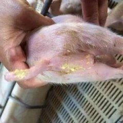 小猪腹泻---误打误撞的治好了！