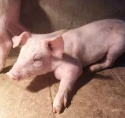 仔猪关节炎严重可致死亡，这些实用治疗方法你
