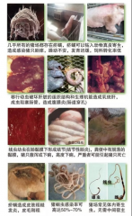 猪场常见寄生虫危害及防治方法