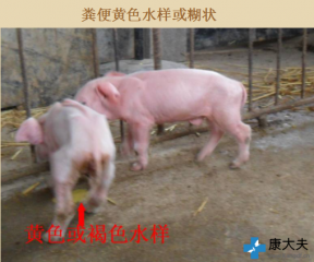 6张图诊断仔猪黄痢！