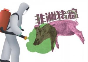 非洲猪瘟防控新观点