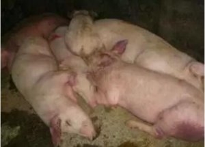 为什么猪瘟疫苗免疫没有作用？抗体水平低、猪