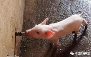 猪为什么不爱喝水？兽医教你解决办法！