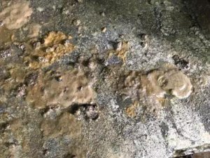 猪流行性腹泻-反饲的操作流程！教你如何正确
