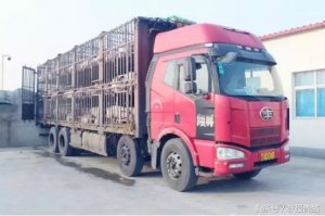 13个关键点控制猪场生物安全，你做到了吗？