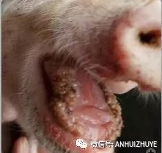 仔猪舌缘炎传统治疗方法