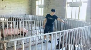【技术】猪场管理中猪圈消毒极其重要，要注意