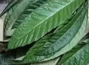 偏方适量使用，少花钱治猪病 ！