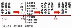 解决母猪繁殖障碍的关键-解决母猪分娩前后连