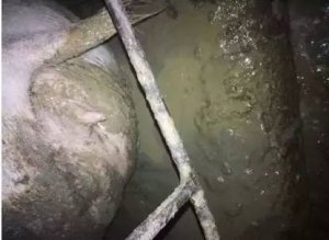 警惕病毒性腹泻，6招防治措施让养猪人猪事顺