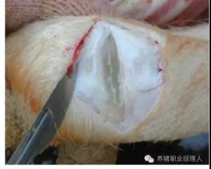 冬季蓝耳病活跃猪场须重视副猪嗜血杆菌病的防