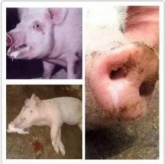 猪咳嗽和呼吸困难，教你如何用药物防治