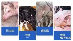 【技术】需要注意的驱虫工作
