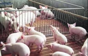 【技术】为什么猪场经常驱虫，猪还有虫？