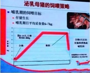 断奶不发情的母猪，这样的综合防治措施值得每