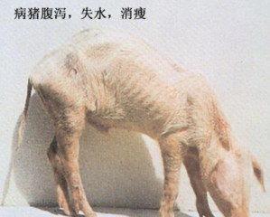 除了配种，公猪精液竟然还可以治疗僵猪！
