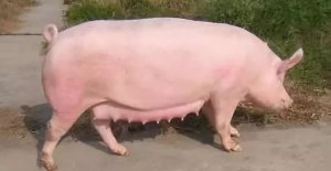 技术丨寒冬季节提高仔猪成活率技巧