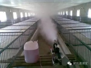 这样做，再也不担心猪生病！
