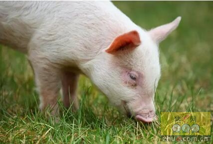 提高猪的非特异性免疫力是养猪的根本！