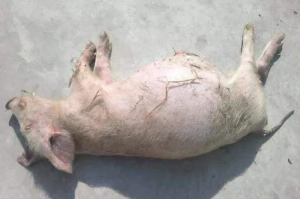 引起猪胀气死亡有哪些原因？又该如何防治？