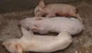 这篇关于仔猪黄白痢的治疗验方，再不看就晚啦