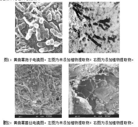 新霉吸安：霉菌毒素综合性解决方案