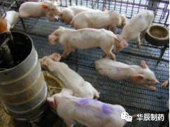 副猪怎么防控？可以净化吗？