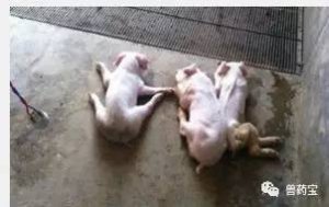 猪寄生虫病对养猪场有什么影响，猪寄生虫病为
