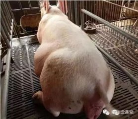导致母猪异常淘汰的常见原因及防控措施！
