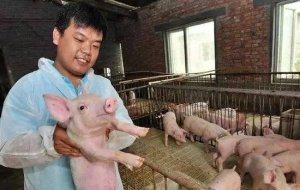 秋季猪喘气病来势汹汹，教你三招轻松化解！
