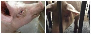 母猪繁殖障碍预警，需牢记五点，即“眼周脏、