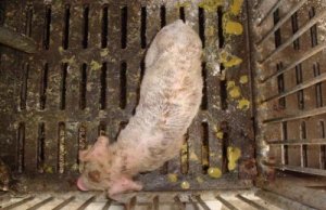 养猪日记之“今冬腹泻病，你在害怕什么”