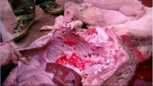 规模场和散户都要注意：猪伪狂犬病新症状出现