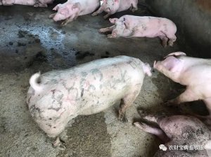 注意！猪丹毒“突袭”华南五省，严重地区发病