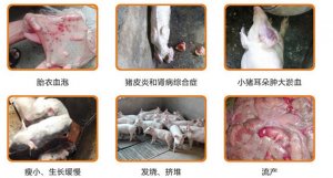 猪蓝耳到底该不该防？！得取决于两个因素