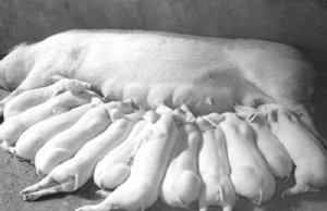 拯救猪场里的母猪，减少乳房炎很重要！