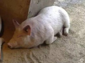 这种猪病你还不够重视，发现就晚了！