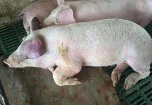 【图说】揭秘为何打了蓝耳苗还发病？免疫失败