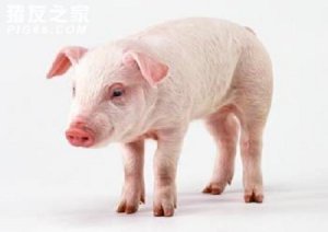 警惕！近期常见猪病汇总