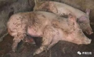 【技术】冬季养猪经常出现跛腿现象，到底是为
