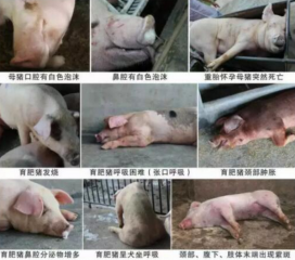 养猪人注意，近期高发突然死亡、病死率100%！
