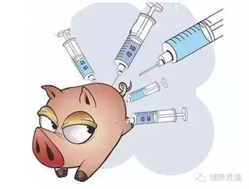养了这么多年猪，给猪打疫苗，你做对了几条？