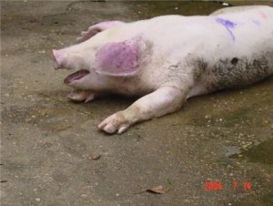 【图说】引起猪呼吸困难的9大疾病及敏感药物